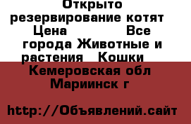 Открыто резервирование котят › Цена ­ 15 000 - Все города Животные и растения » Кошки   . Кемеровская обл.,Мариинск г.